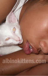 Albino Cat Picture 003