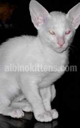 Albino Cat Picture 005