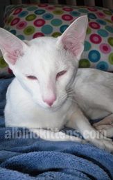 Albino Cat Picture 006