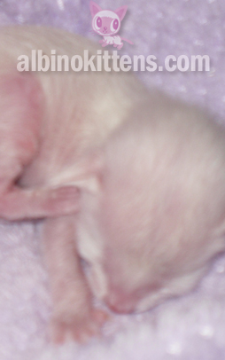 Albino Kitten For Sale 009