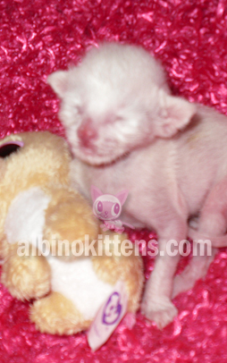 Albino Kitten For Sale 009